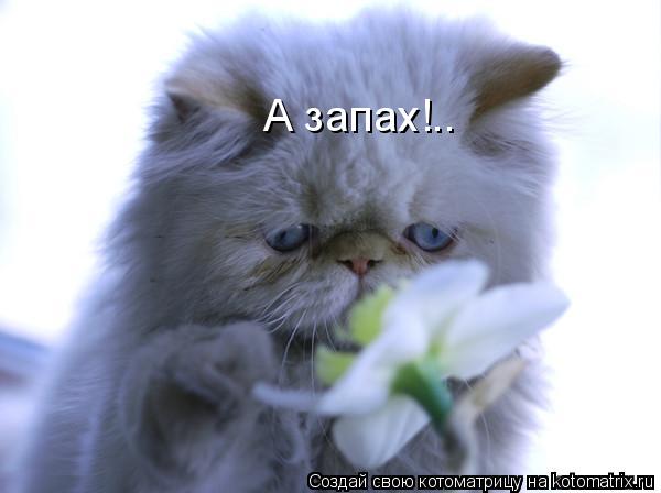 А запах!..... Котоматрица: А запах!..