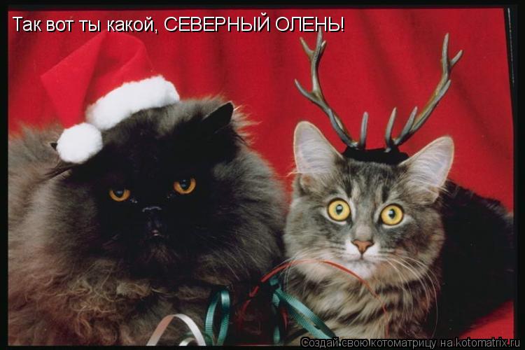 Так вот ты какой, СЕВЕРНЫЙ ОЛЕНЬ!... Котоматрица: Так вот ты какой, СЕВЕРНЫЙ ОЛЕНЬ!