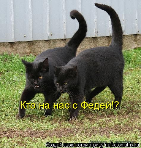Кто на нас с Федей!?... Котоматрица: Кто на нас с Федей!?