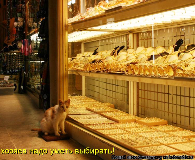 хозяев надо уметь выбирать!... Котоматрица: хозяев надо уметь выбирать!