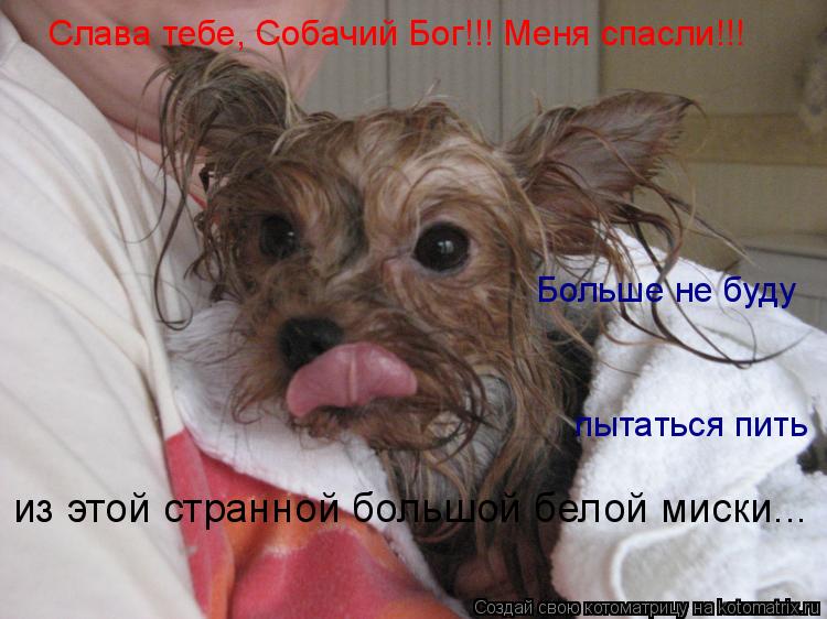 Слава тебе, Собачий Бог!!! Меня спасли!!! Больше не буду пытаться пить из этой странной большой бело... Котоматрица: Слава тебе, Собачий Бог!!! Меня спасли!!! Больше не буду пытаться пить из этой странной большой белой миски...