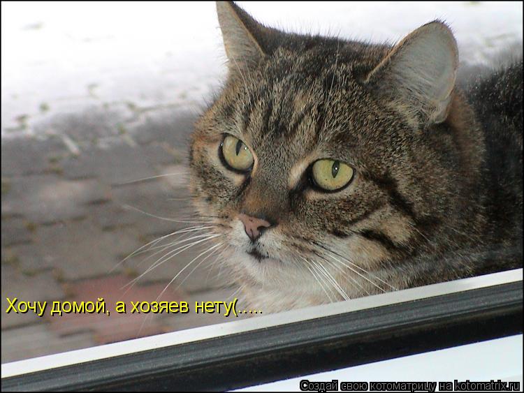 Хочу домой, а хозяев нету(........ Котоматрица: Хочу домой, а хозяев нету(.....