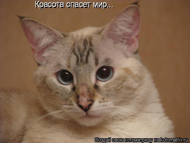 Красота спасет мир... Красота спасет мир... Красота спасет мир...... Котоматрица: Красота спасет мир... Красота спасет мир... Красота спасет мир...