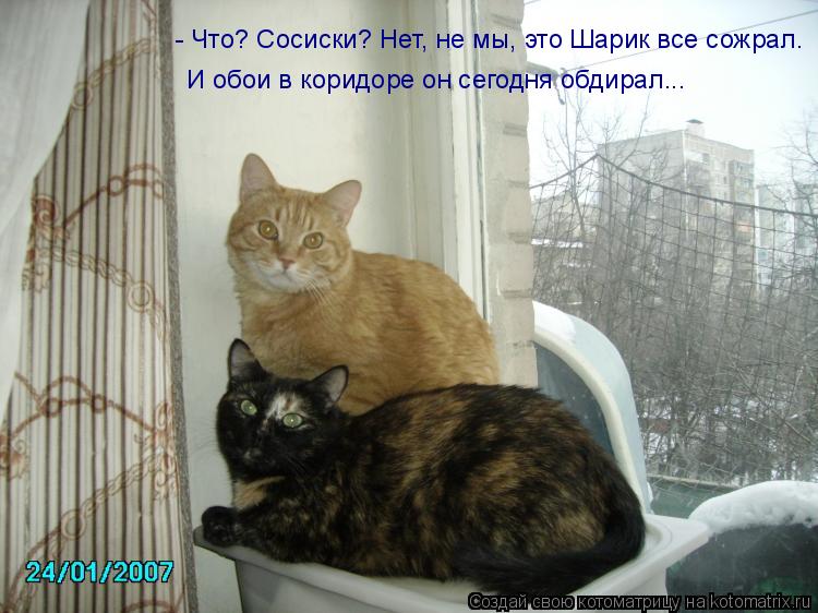 - Что? Сосиски? Нет, не мы, это Шарик все сожрал. И обои в коридоре он сегодня обдирал...... Котоматрица: - Что? Сосиски? Нет, не мы, это Шарик все сожрал. И обои в коридоре он сегодня обдирал...
