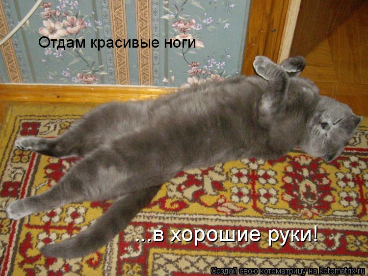 Отдам красивые ноги ...в хорошие руки!... Котоматрица: Отдам красивые ноги ...в хорошие руки!