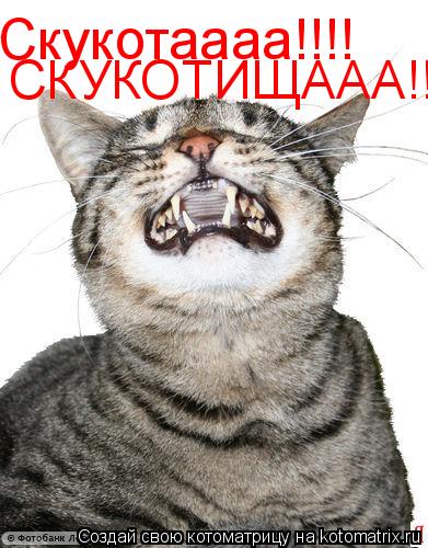 Скукотаааа!!!! СКУКОТИЩААА!!!... Котоматрица: Скукотаааа!!!! СКУКОТИЩААА!!!