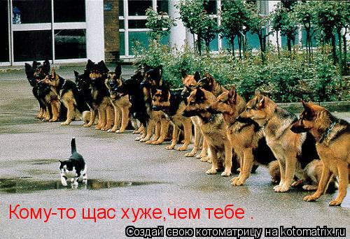 Кому-то щас хуже,чем тебе .... Котоматрица: Кому-то щас хуже,чем тебе .