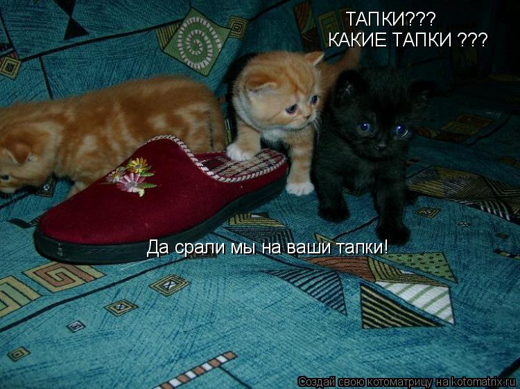 ТАПКИ??? КАКИЕ ТАПКИ ??? Да срали мы на ваши тапки!... Котоматрица: ТАПКИ??? КАКИЕ ТАПКИ ??? Да срали мы на ваши тапки!