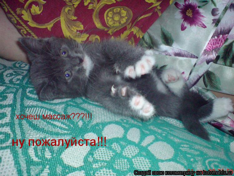 хочеш массаж???!!! ну пожалуйста!!!... Котоматрица: хочеш массаж???!!! ну пожалуйста!!!