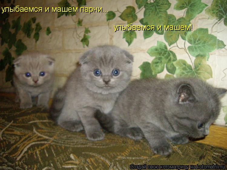 улыбаемся и машем парни... улыбаемся и машем!... Котоматрица: улыбаемся и машем парни... улыбаемся и машем!