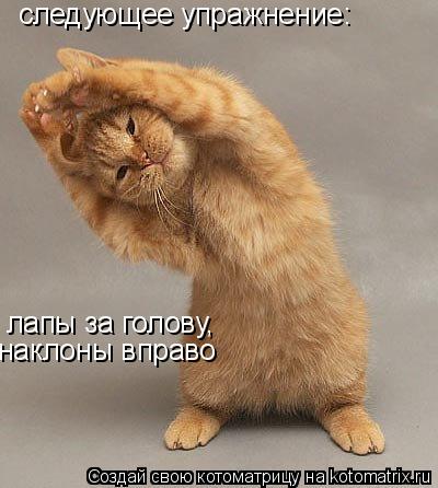 следующее упражнение: лапы за голову, наклоны вправо... Котоматрица: следующее упражнение: лапы за голову, наклоны вправо