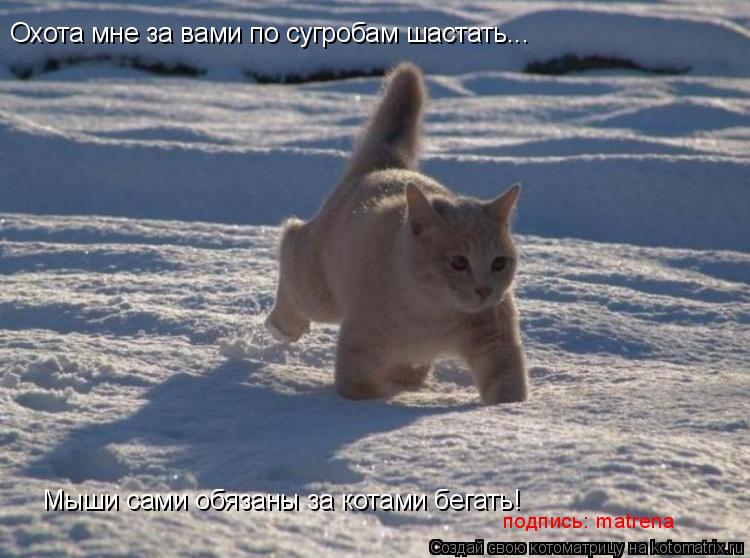 Охота мне за вами по сугробам шастать... Мыши сами обязаны за котами бегать! подпись: matrena... Котоматрица: Охота мне за вами по сугробам шастать... Мыши сами обязаны за котами бегать! подпись: matrena