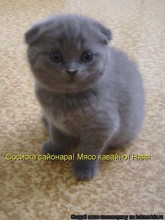 Сосиска сайонара! Мясо кавайно! Няяя...... Котоматрица: Сосиска сайонара! Мясо кавайно! Няяя...