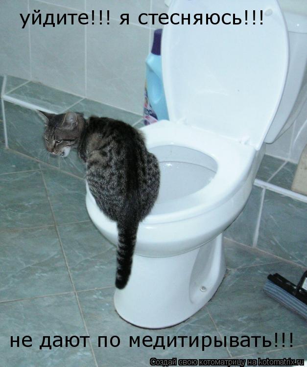 уйдите!!! я стесняюсь!!! не дают по медитирывать!!!... Котоматрица: уйдите!!! я стесняюсь!!! не дают по медитирывать!!!