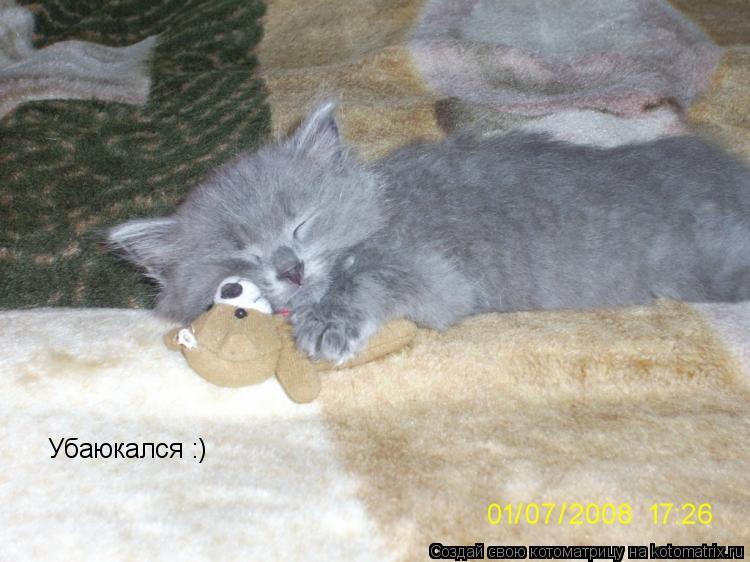 Убаюкался :)... Котоматрица: Убаюкался :)
