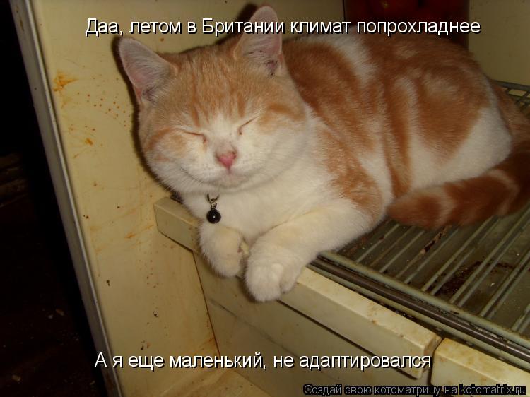 Даа, летом в Британии климат попрохладнее А я еще маленький, не адаптировался... Котоматрица: Даа, летом в Британии климат попрохладнее А я еще маленький, не адаптировался