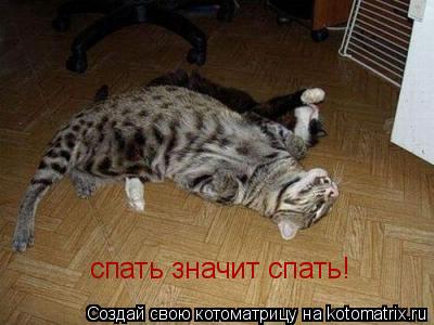 спать значит спать!... Котоматрица: спать значит спать!