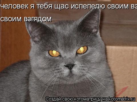 человек я тебя щас испепелю своим взгядом своим взгядом... Котоматрица: человек я тебя щас испепелю своим взгядом своим взгядом