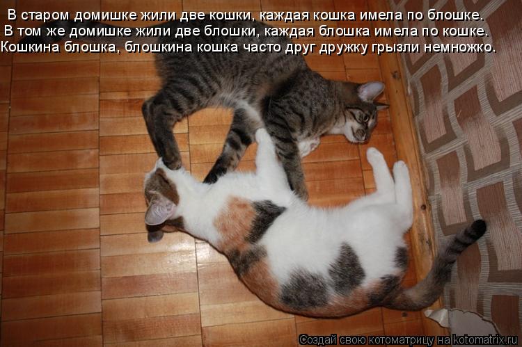 Котоматрица: В старом домишке жили две кошки, каждая кошка имела по блошке. В том же домишке жили две блошки, каждая блошка имела по кошке. Кошкина блошка,