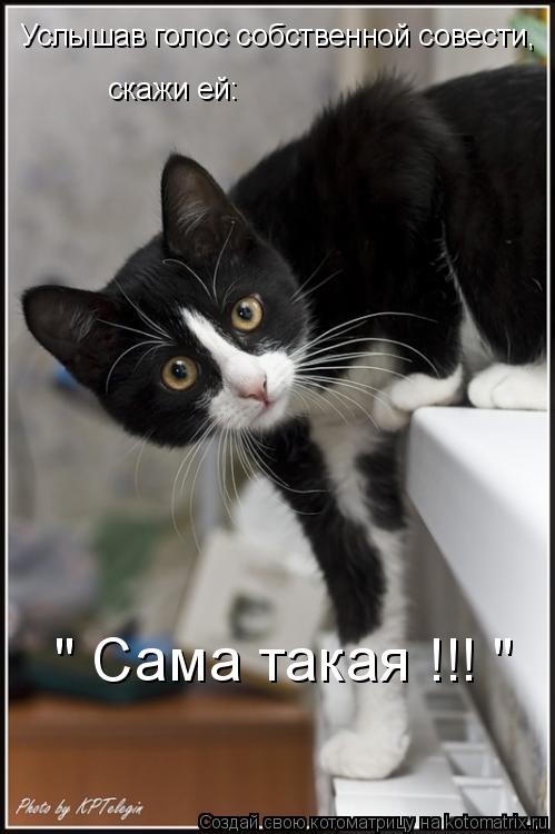Услышав голос собственной совести, скажи ей: " Сама такая !!! "... Котоматрица: Услышав голос собственной совести, скажи ей: " Сама такая !!! "