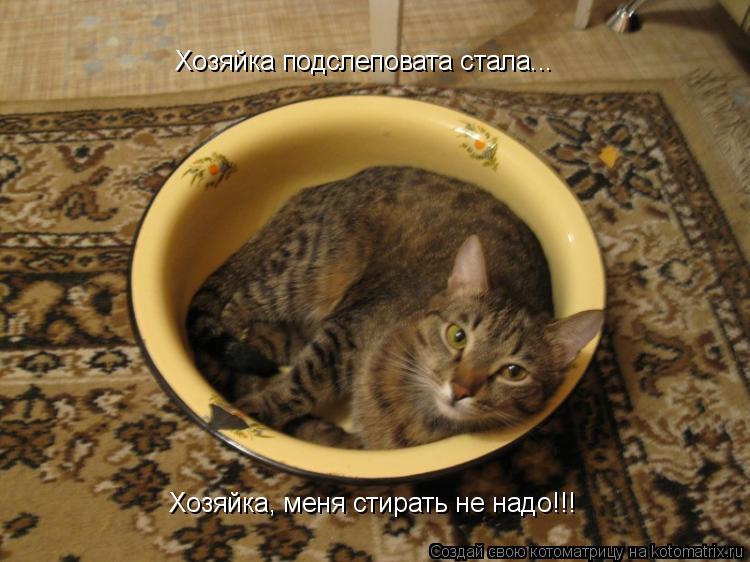 Хозяйка подслеповата стала... Хозяйка, меня стирать не надо!!!... Котоматрица: Хозяйка подслеповата стала... Хозяйка, меня стирать не надо!!!