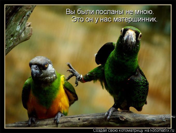 Вы были посланы не мною. Это он у нас матершинник.... Котоматрица: Вы были посланы не мною. Это он у нас матершинник.