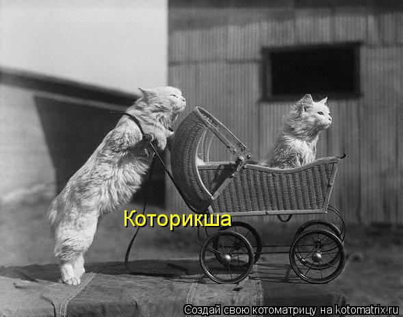 Которикша... Котоматрица: Которикша