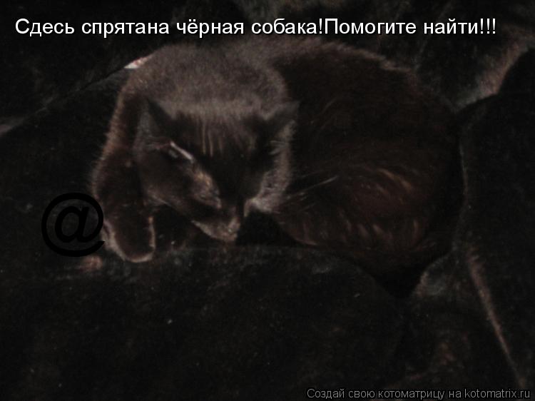 Котоматрица: @ Сдесь спрятана чёрная собака!Помогите найти!!!