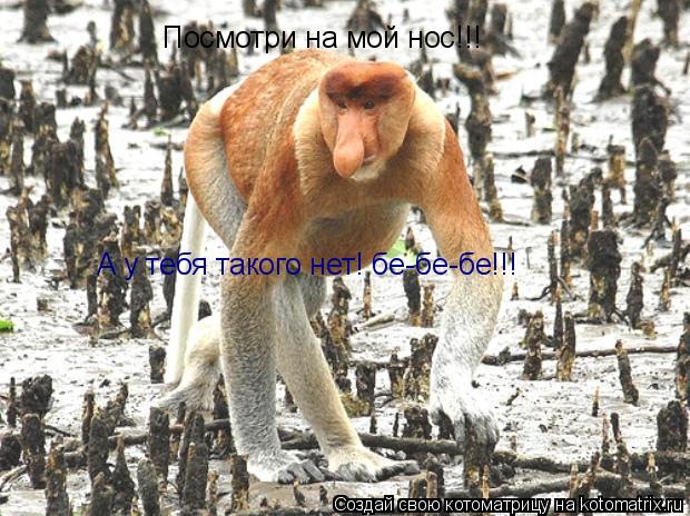 Посмотри на мой нос!!! А у тебя такого нет! бе-бе-бе!!!... Котоматрица: Посмотри на мой нос!!! А у тебя такого нет! бе-бе-бе!!!