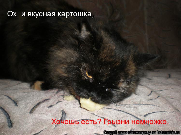 Ох и вкусная картошка, Хочешь есть? Грызни немножко.... Котоматрица: Ох и вкусная картошка, Хочешь есть? Грызни немножко.
