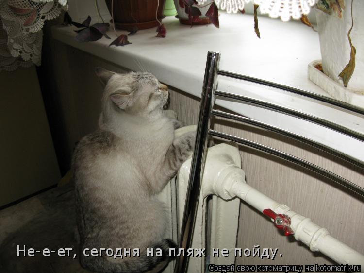 Не-е-ет, сегодня на пляж не пойду.... Котоматрица: Не-е-ет, сегодня на пляж не пойду.