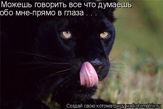 Можешь говорить все что думаешь обо мне-прямо в глаза . . .... Котоматрица: Можешь говорить все что думаешь обо мне-прямо в глаза . . .