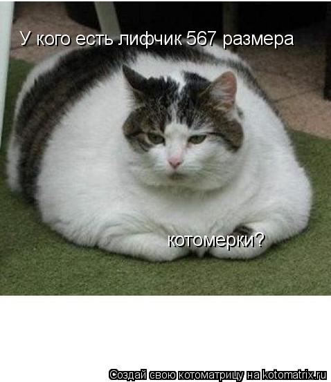 У кого есть лифчик 567 размера котомерки?... Котоматрица: У кого есть лифчик 567 размера котомерки?