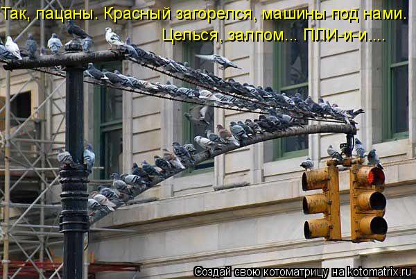 Так, пацаны. Красный загорелся, машины под нами. Целься, залпом... ПЛИ-и-и....... Котоматрица: Так, пацаны. Красный загорелся, машины под нами. Целься, залпом... ПЛИ-и-и....