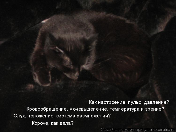 Как настроение, пульс, давление? Кровообращение, мочевыделение, температура и зрение? Слух, положение... Котоматрица: Как настроение, пульс, давление? Кровообращение, мочевыделение, температура и зрение? Слух, положение, система размножения? Короче, как дела