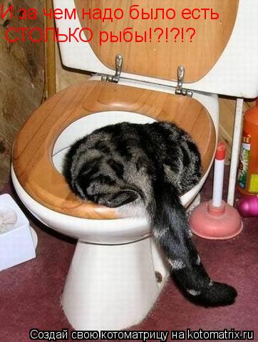 И за чем надо было есть СТОЛЬКО рыбы!?!?!?... Котоматрица: И за чем надо было есть СТОЛЬКО рыбы!?!?!?