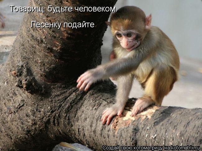 Товарищ, будьте человеком. Лесенку подайте... Котоматрица: Товарищ, будьте человеком. Лесенку подайте
