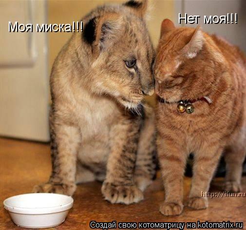 Моя миска!!! Нет моя!!!... Котоматрица: Моя миска!!! Нет моя!!!