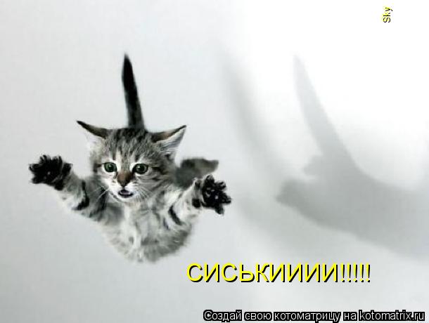 СИСЬКИИИИ!!!!! Sky... Котоматрица: СИСЬКИИИИ!!!!! Sky