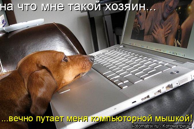 на что мне такой хозяин... ...вечно путает меня компьюторной мышкой!... Котоматрица: на что мне такой хозяин... ...вечно путает меня компьюторной мышкой!