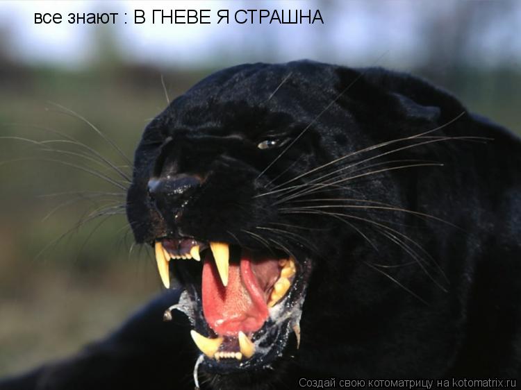 все знают : В ГНЕВЕ Я СТРАШНА... Котоматрица: все знают : В ГНЕВЕ Я СТРАШНА
