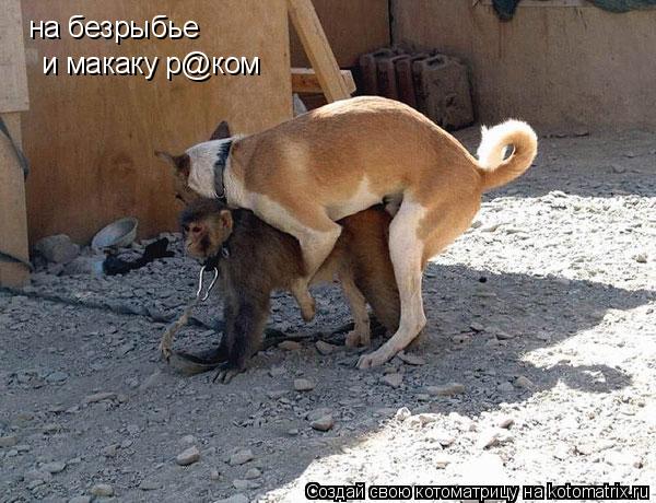 на безрыбье и макаку р@ком... Котоматрица: на безрыбье и макаку р@ком