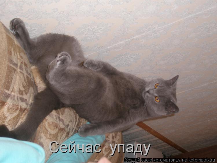 Сейчас упаду... Котоматрица: Сейчас упаду