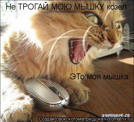 Не ТРОГАЙ МОЮ МЫШКУ козел ЭТо моя мышка... Котоматрица: Не ТРОГАЙ МОЮ МЫШКУ козел ЭТо моя мышка