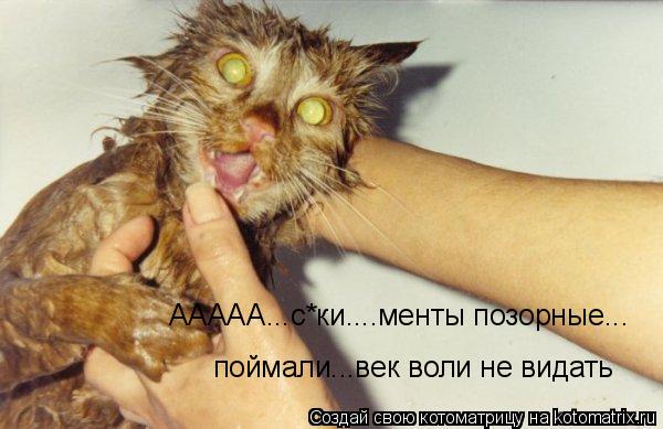 ААААА...с*ки....менты позорные... поймали...век воли не видать... Котоматрица: ААААА...с*ки....менты позорные... поймали...век воли не видать