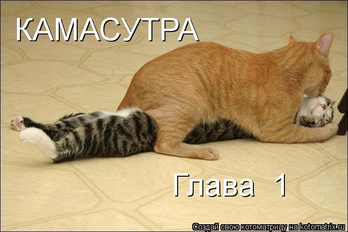 КАМАСУТРА Глава №1... Котоматрица: КАМАСУТРА Глава №1