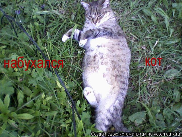 набухался кот... Котоматрица: набухался кот