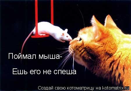 Поймал мыша- Ешь его не спеша... Котоматрица: Поймал мыша- Ешь его не спеша