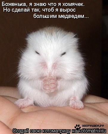 Боженька, я знаю что я хомячек. Но сделай так, чтоб я вырос большим медведем...... Котоматрица: Боженька, я знаю что я хомячек. Но сделай так, чтоб я вырос большим медведем...