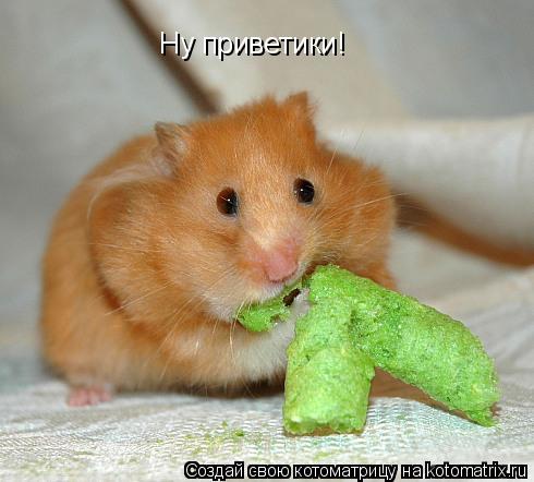 Ну приветики!... Котоматрица: Ну приветики!